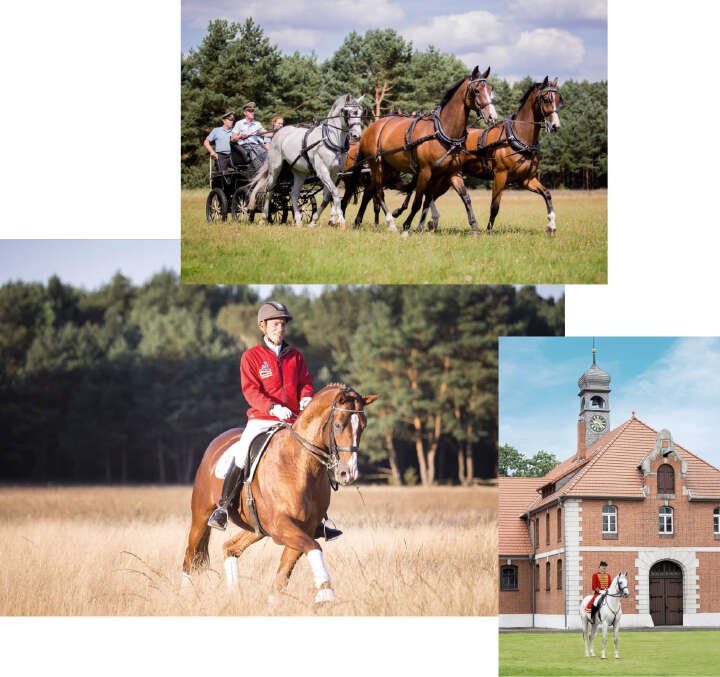 landgestuet celle derby community collage